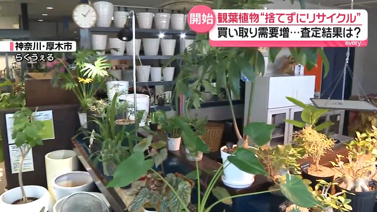 観葉植物を買い取るリサイクルショップ