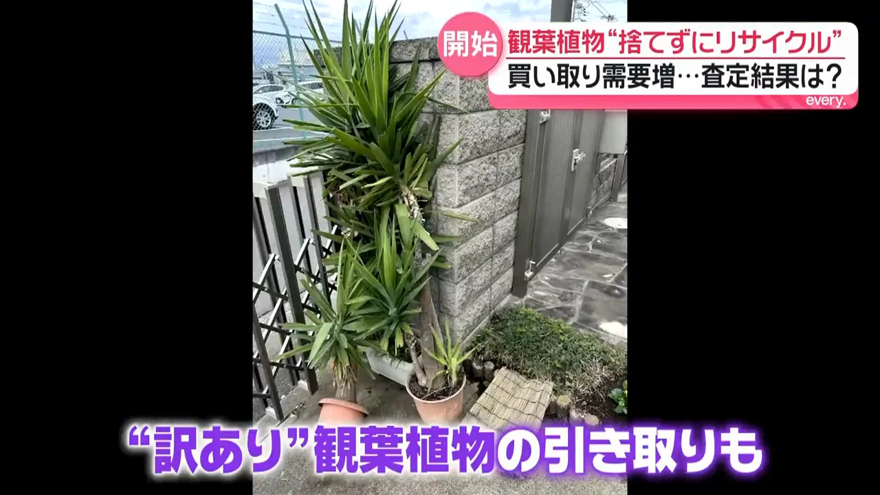 「ワケあり」の植物を再生して商品に
