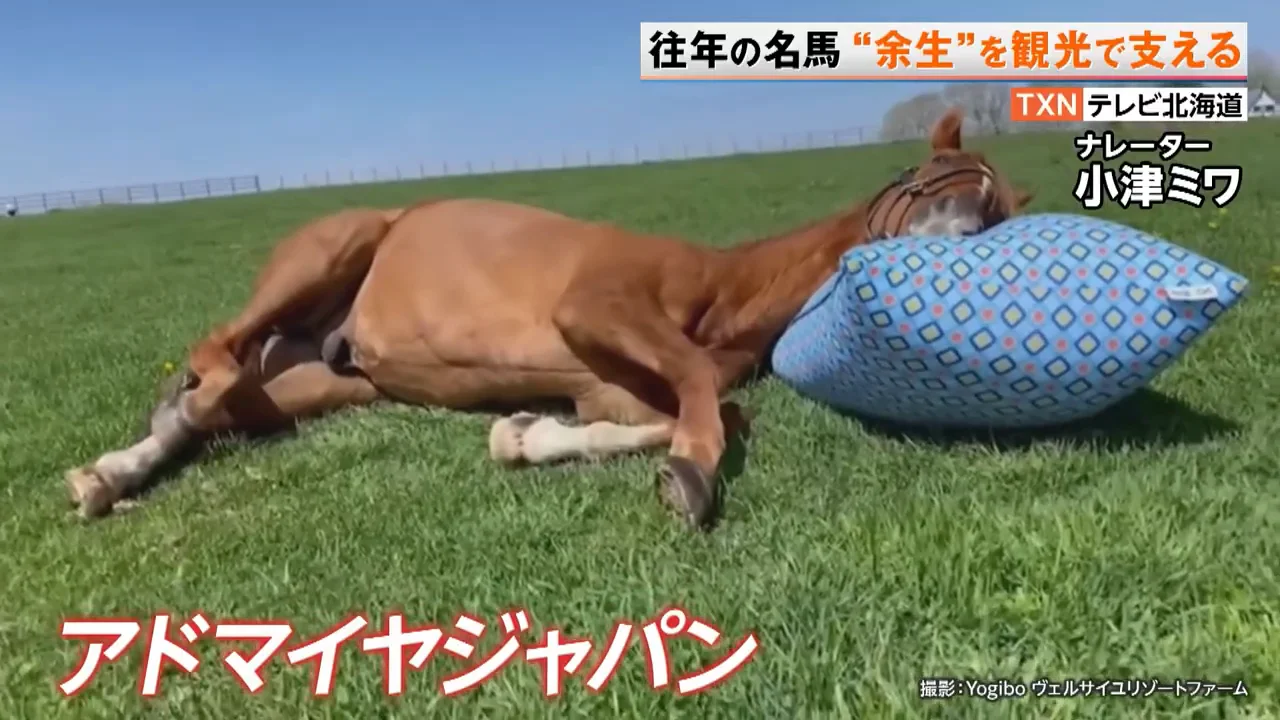 元競走馬を眺めながら泊まる牧場