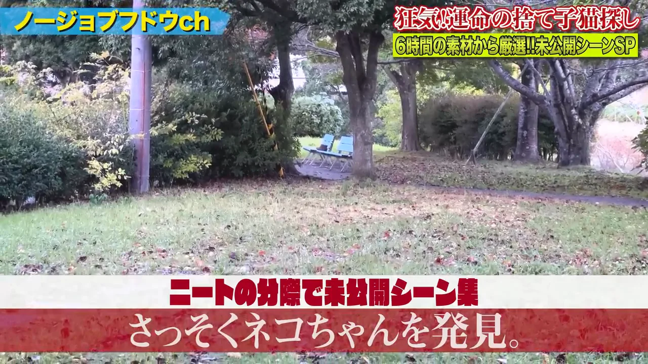 猫だと思ったら靴だった