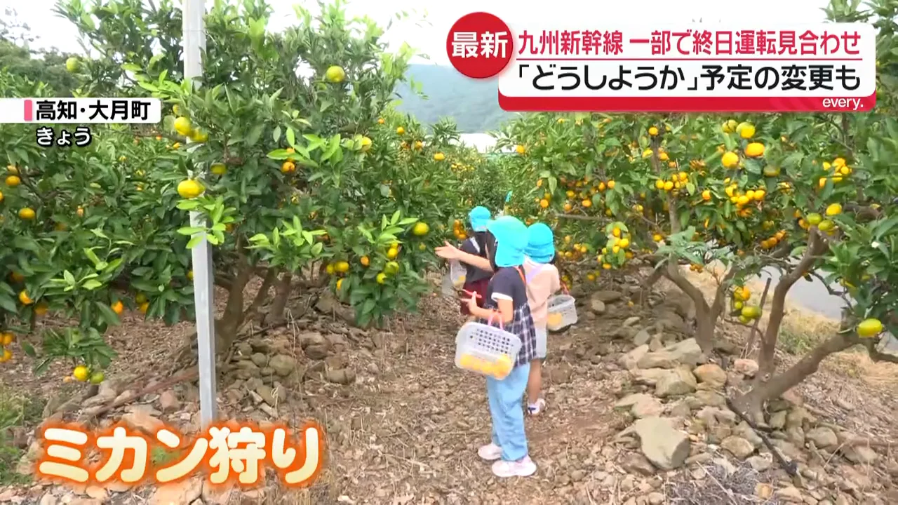 高知・大月町で園児がみかん狩り