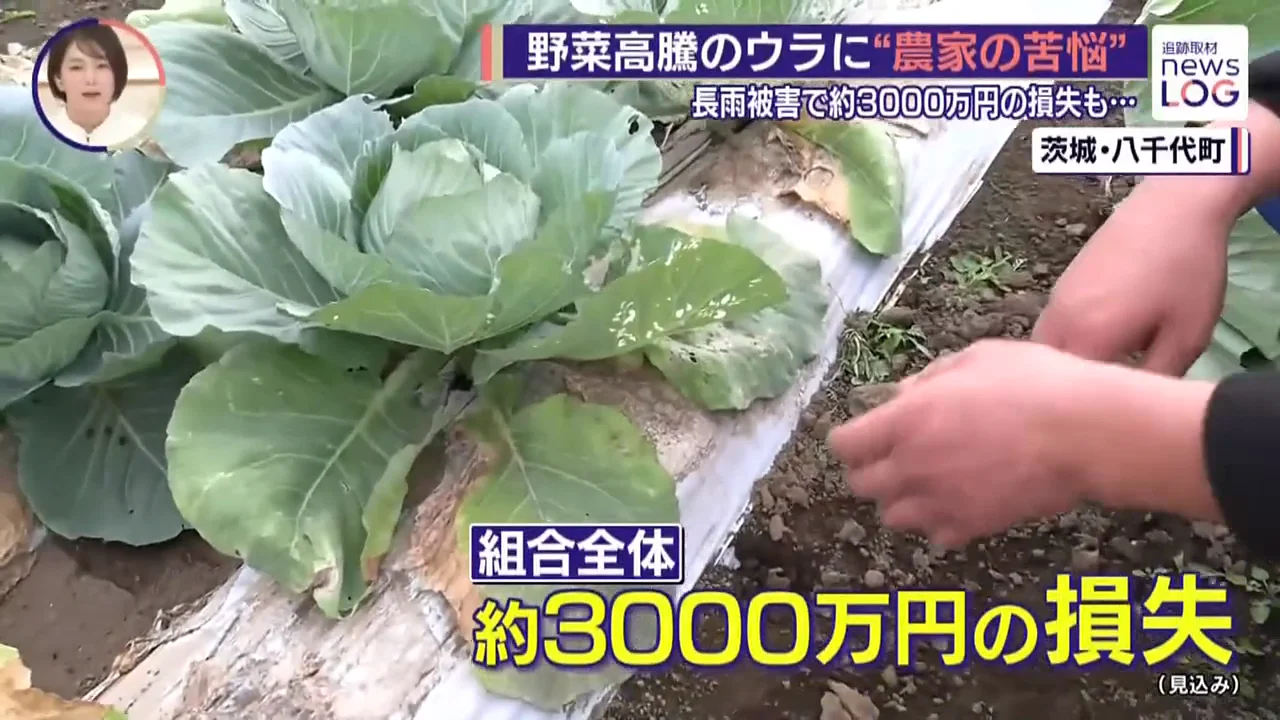苗が全滅し、売上がゼロになる農家