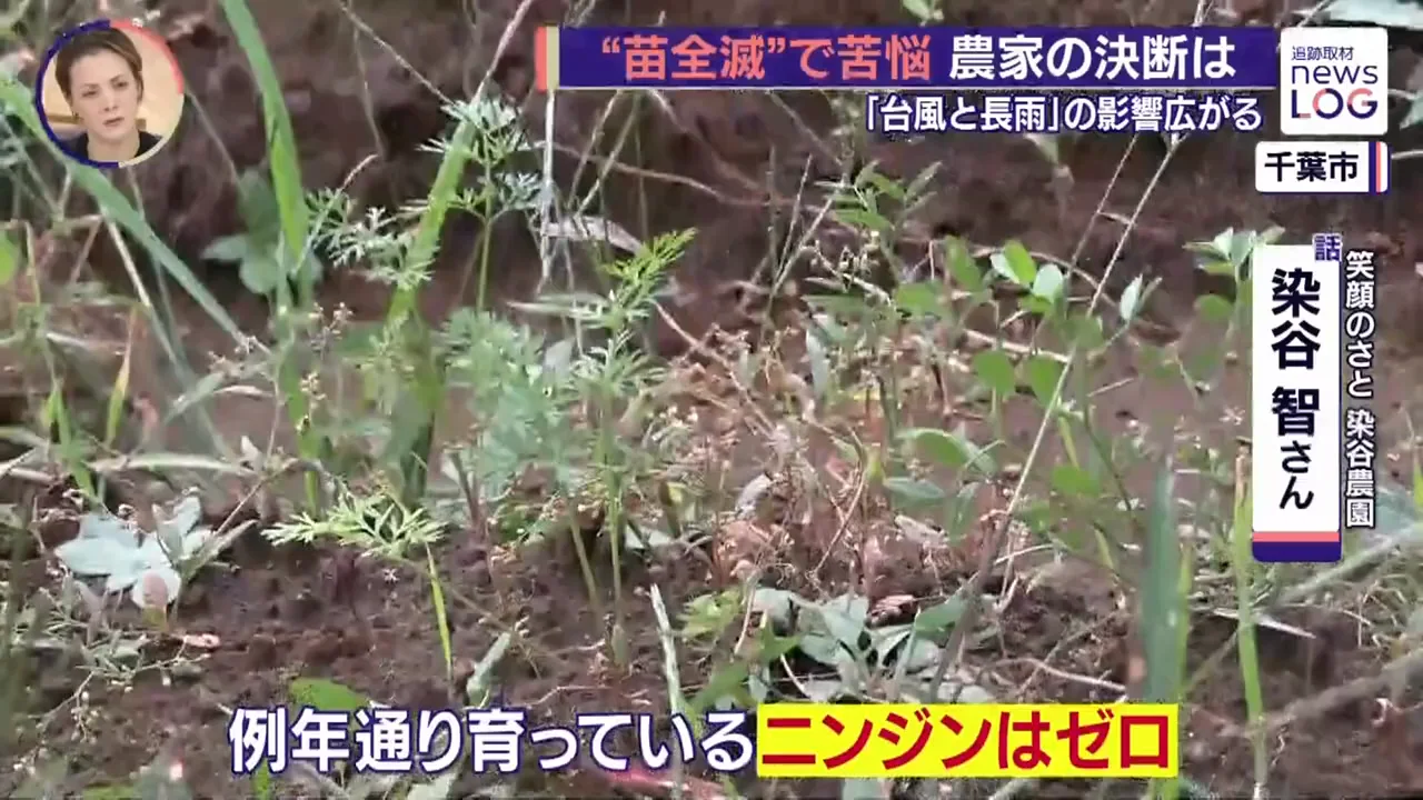 ニンジンは種が土ごと流された