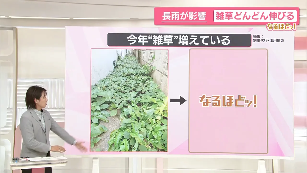 年1回の草刈りでは追いつかない家庭