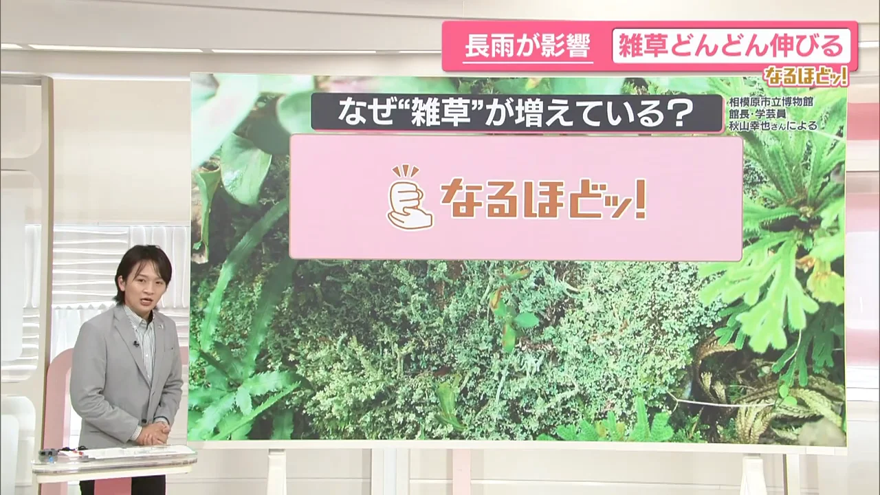 雑草が元気な理由は「水分と日差しが重なったこと」