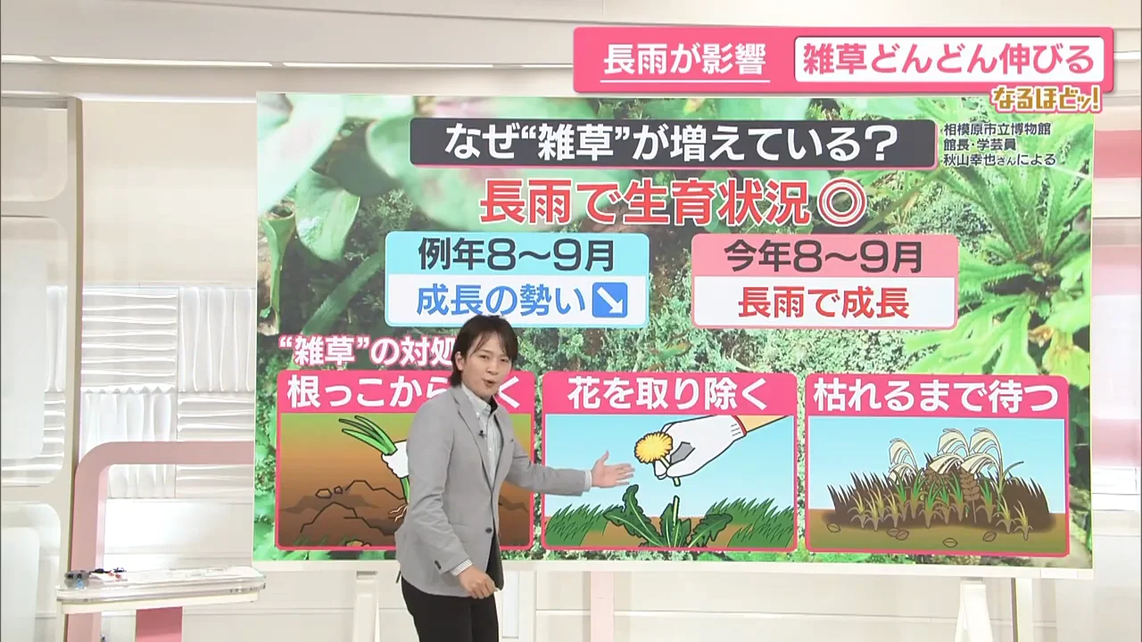 対処法2：花のうちに刈り取る