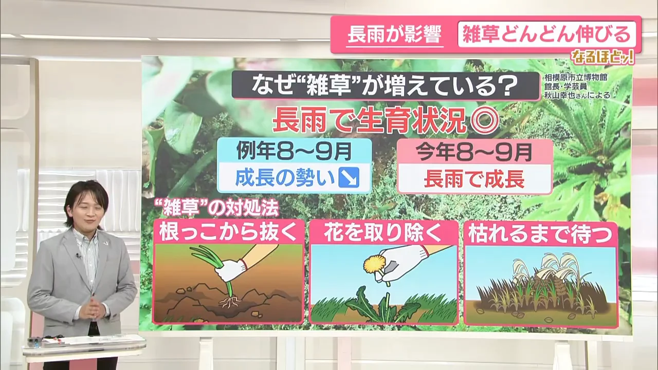 コケも秋まで残って増えた
