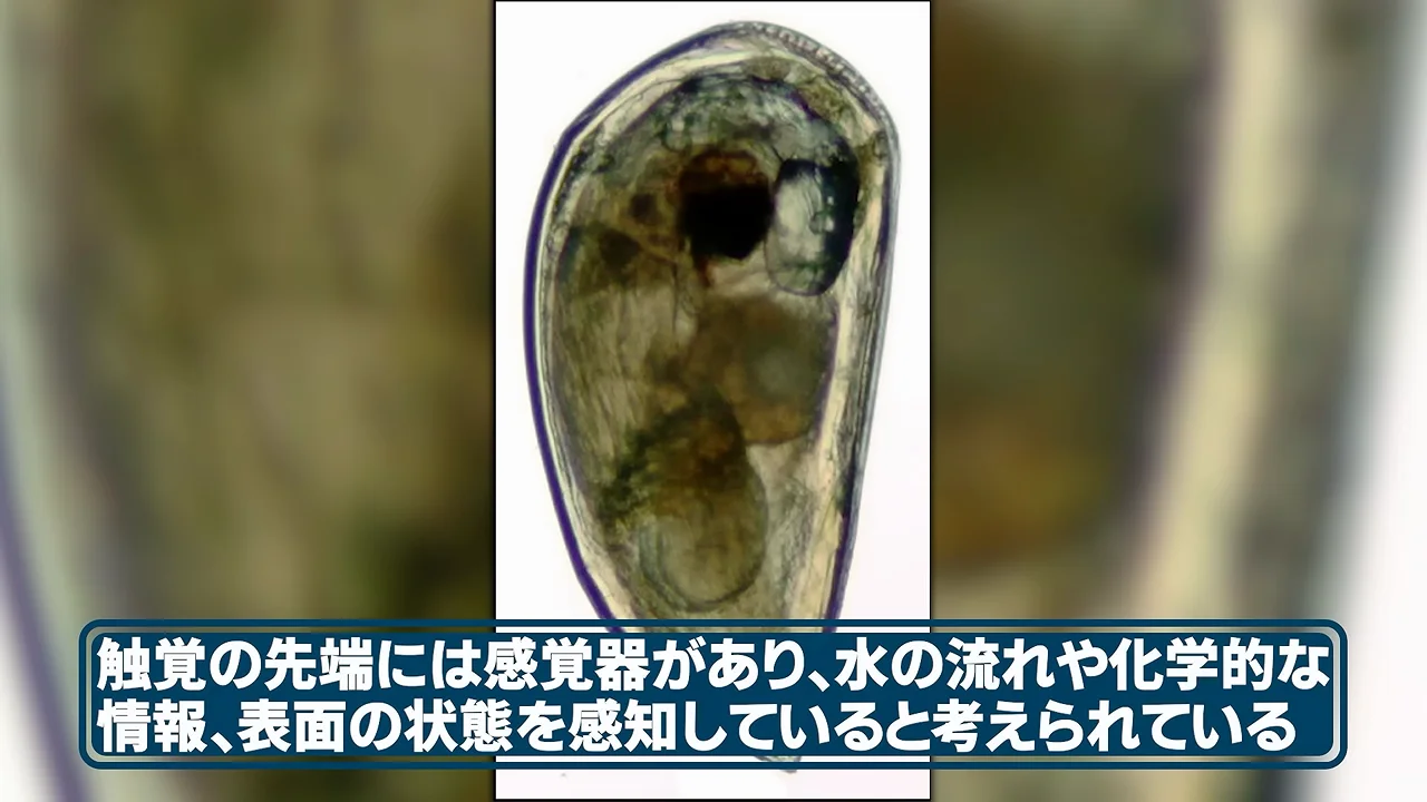 幼生は仲間のシグナルを段階的に読み取る