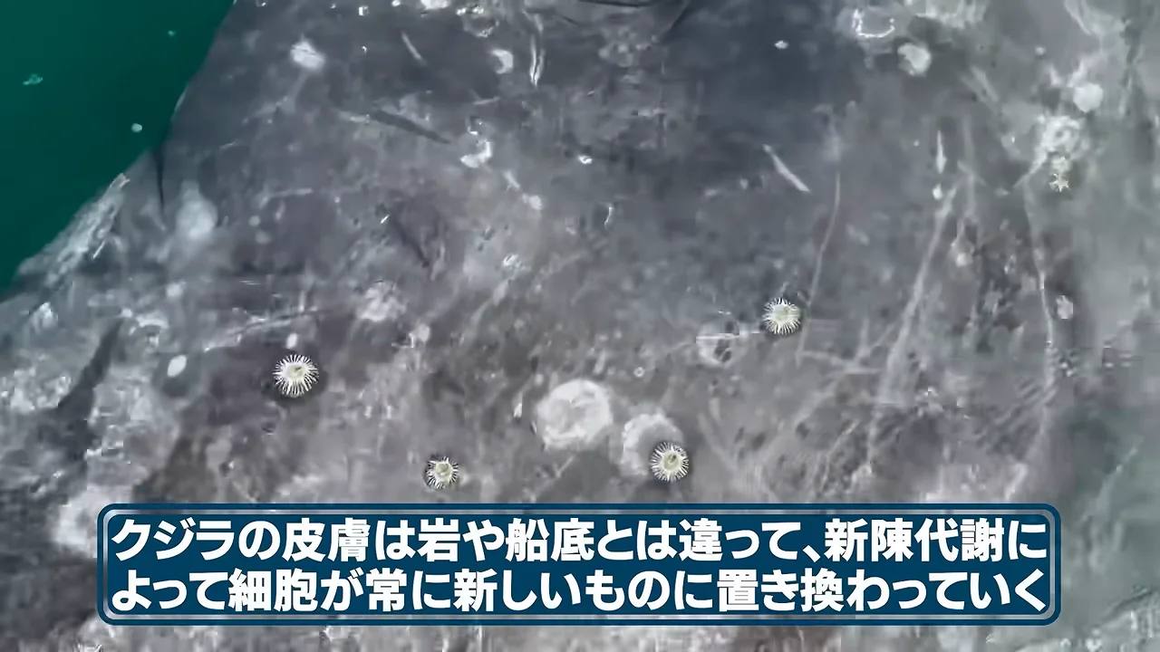クジラの体表に乗るという生き方