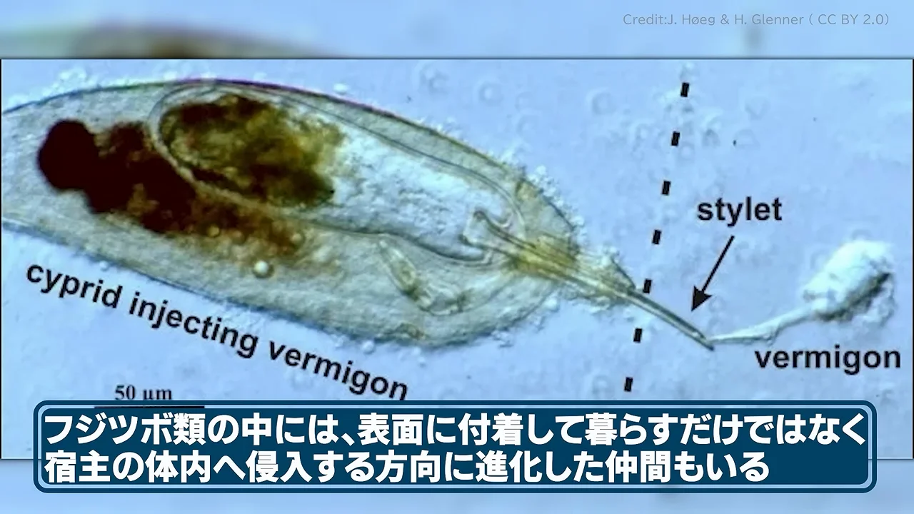 宿主の体内に入り込む根頭類