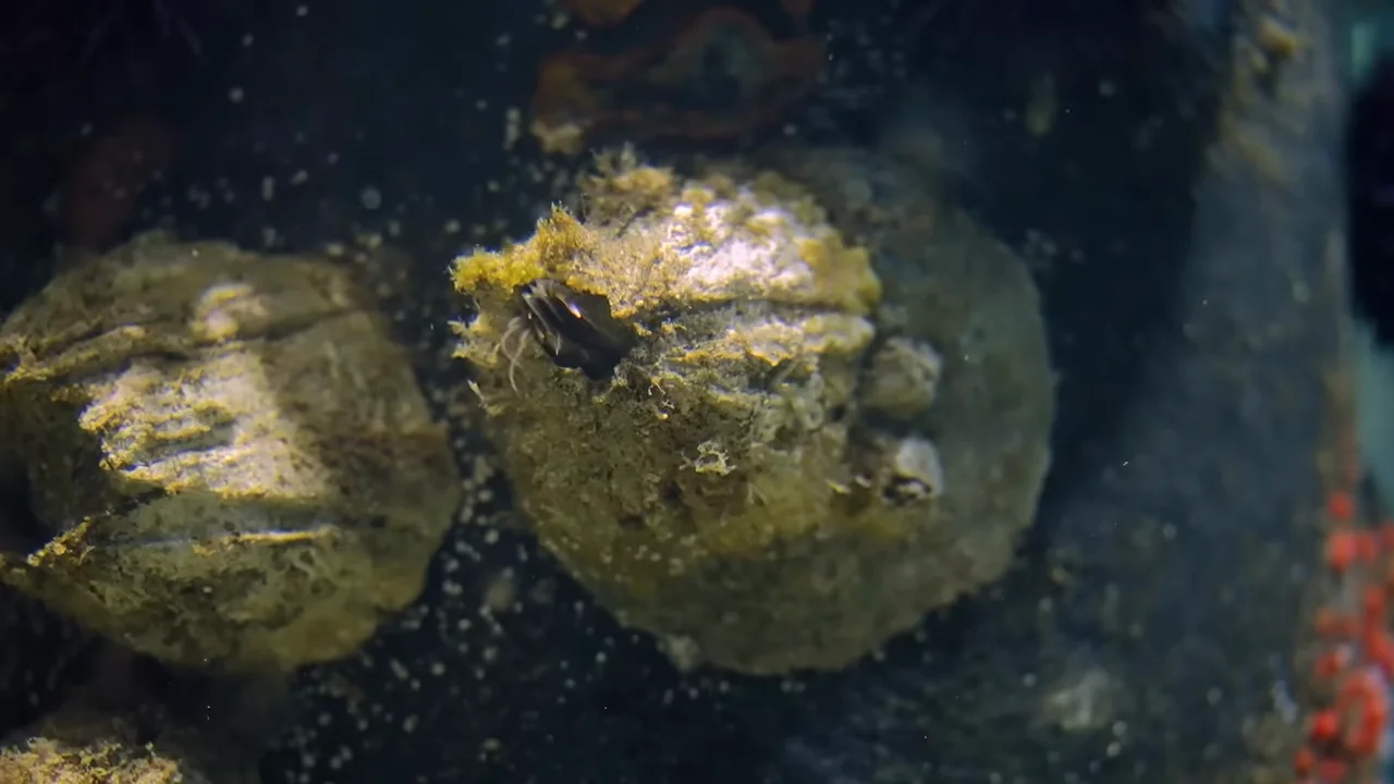 ふつうのフジツボの変わった繁殖方法