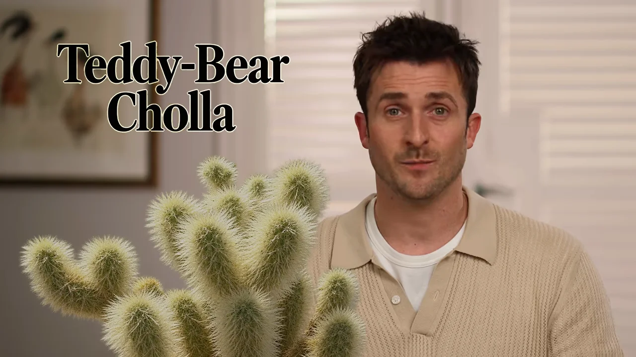 The Teddy Bear Cholla