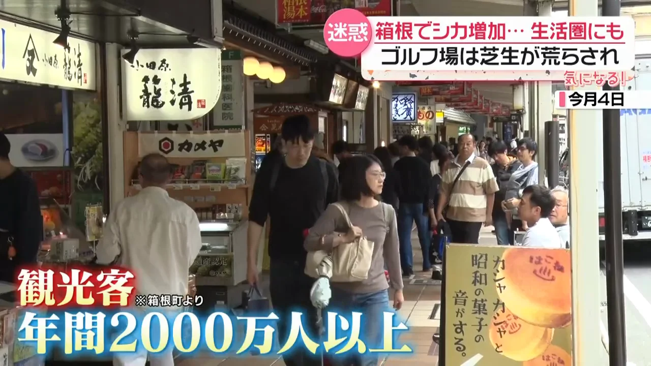 観光地・箱根の住宅地に現れるシカ