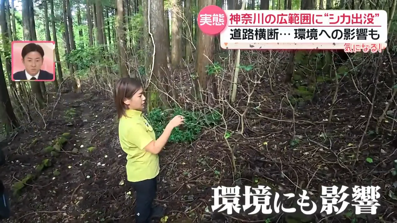 植生の変化と土砂災害の懸念