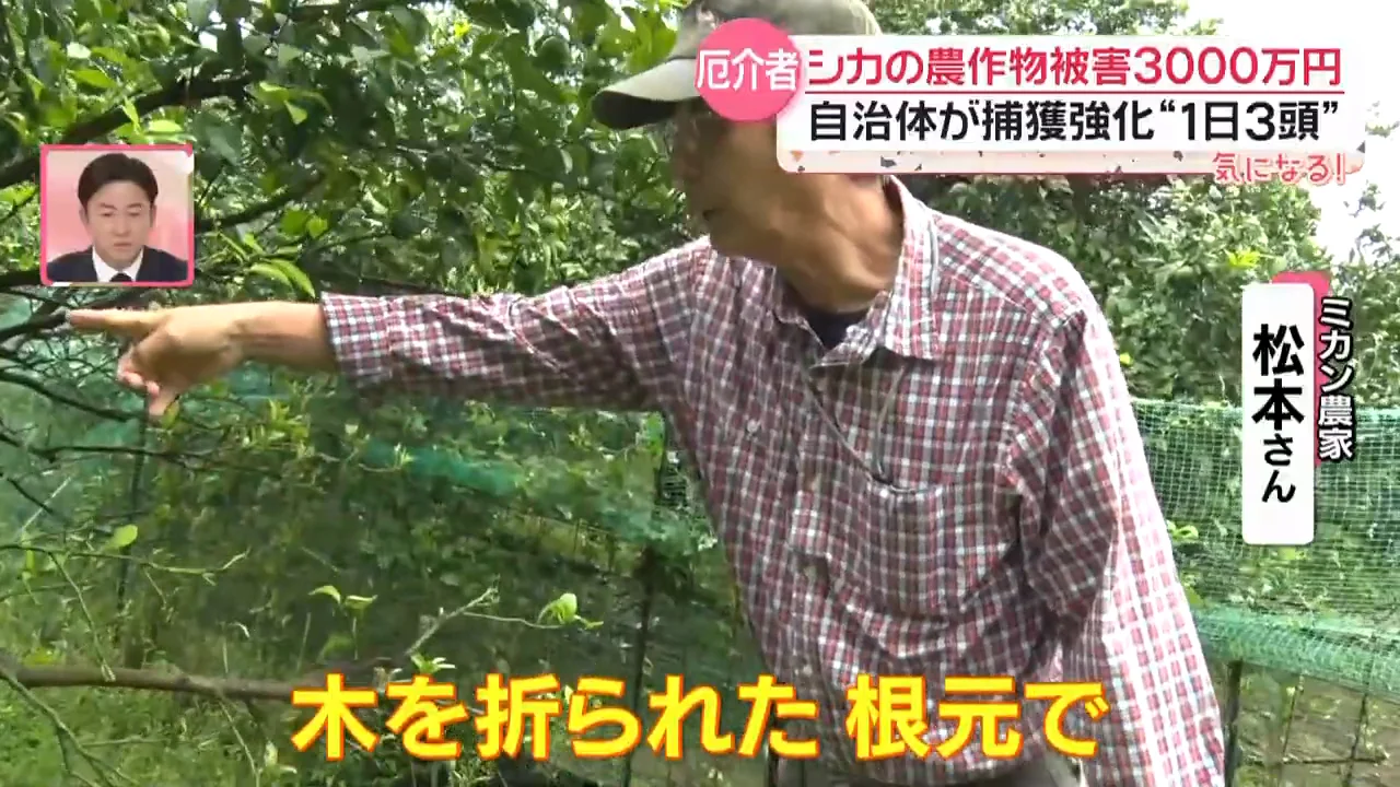 ミカン農家の収穫が半減