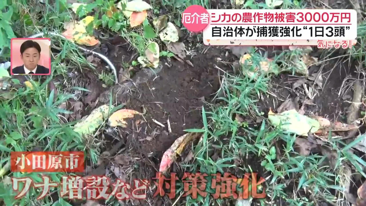 小田原市と猟師による捕獲の強化
