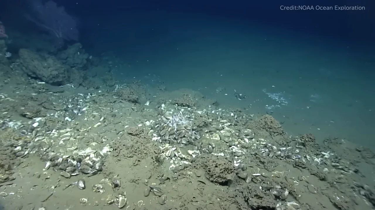 島のように分断された生息環境