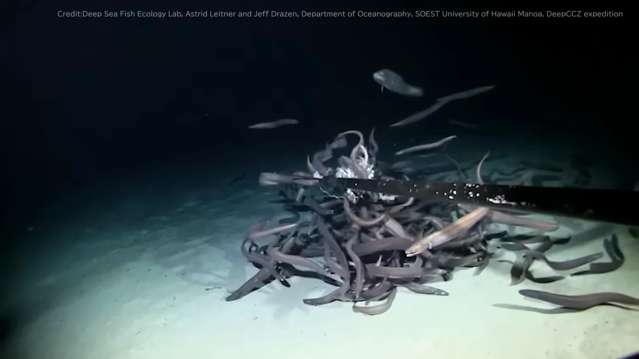 すべての深海生物が大きくなるわけではない
