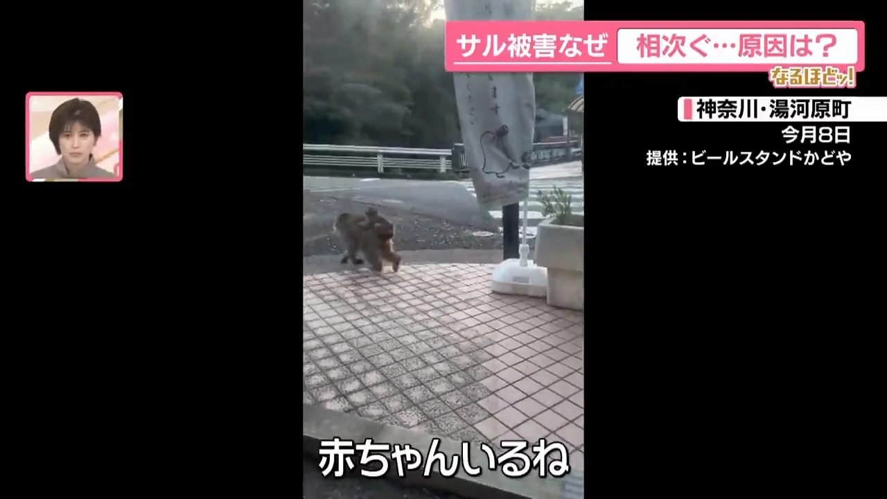 温泉街を普通に歩くサル